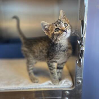 Rescue Domestic Short Hair Cats for Adoption in Brookings, South Dakota - Phantom Ghoul | PetCurious