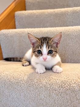 Clover Rose -  Calico and Torbie Cat for Adoption in Skyline, Minnesota - Clover Rose | PetCurious