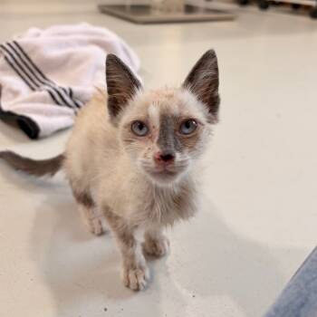 Rescue Siamese Cats for Adoption in Harlingen, Texas - Kyoto | PetCurious