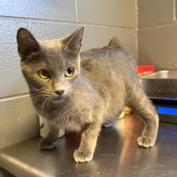 TUSC-Stray-85542 -  Domestic Short Hair Cat for Adoption in Tuscaloosa, Alabama - TUSC-Stray-85542 | PetCurious