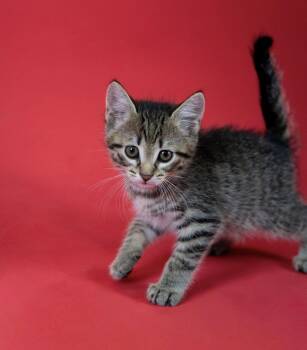 Buzz -  Domestic Short Hair Cat for Adoption in Little Falls, Minnesota - Buzz | PetCurious