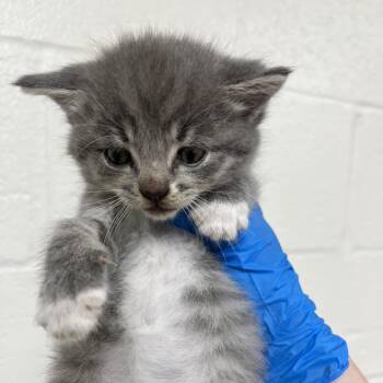 SVAS-Stray-39556 -  Domestic Short Hair Cat for Adoption in Lyndhurst, Virginia - SVAS-Stray-39556 | PetCurious
