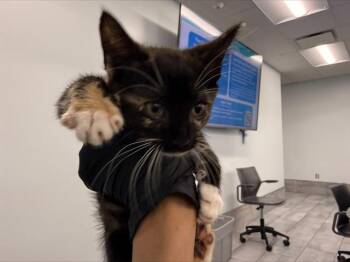 Domestic Short Hair Cats Available for Adoption in Charlotte, North Carolina - CINNAMON | PetCurious