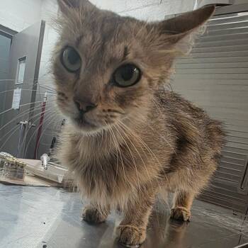 Echo -  Domestic Long Hair Cat for Adoption in Clanton, Alabama - Echo | PetCurious