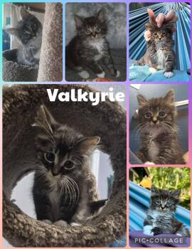 Valkyrie -  Domestic Medium Hair Cat for Adoption in Newberg, Oregon - Valkyrie | PetCurious