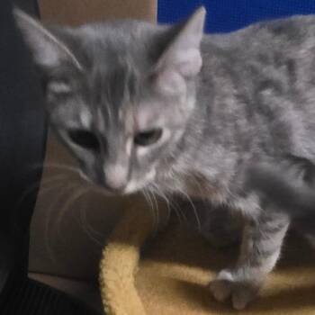 Cinder -  Domestic Short Hair Cat for Adoption in Kansas City, Missouri - Cinder | PetCurious