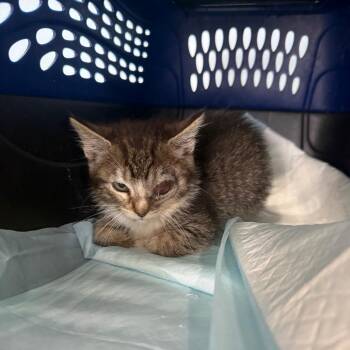 Leela -  Domestic Short Hair Cat for Adoption in Garfield, Arkansas - Leela | PetCurious