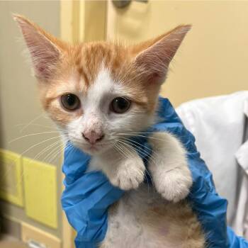 Ginger -  Domestic Short Hair Cat for Adoption in Burlington, Ontario - Ginger | PetCurious