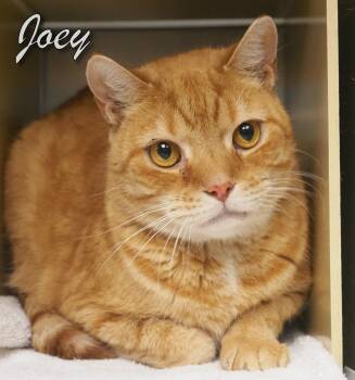 Rescue Domestic Short Hair Cats for Adoption in Middle Township, New Jersey - Joey | PetCurious