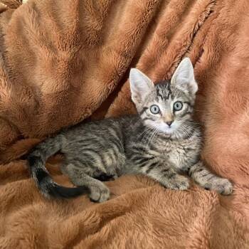 Grace -  Domestic Short Hair Cat for Adoption in Tucson, Arizona - Grace | PetCurious