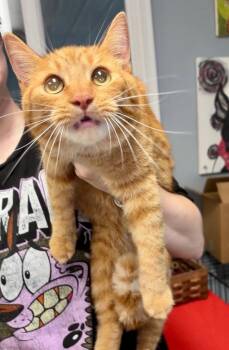 Clawdia -  Domestic Short Hair Cat for Adoption in Hartford City, Indiana - Clawdia | PetCurious