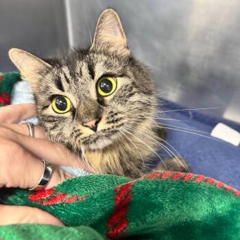 Annabell -  Domestic Medium Hair Cat for Adoption in Brockton, Massachusetts - Annabell | PetCurious