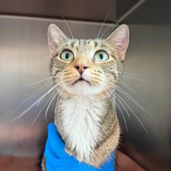 Dipsy -  Domestic Short Hair Cat Available for Adoption in Council Bluffs, Iowa - Dipsy | PetCurious