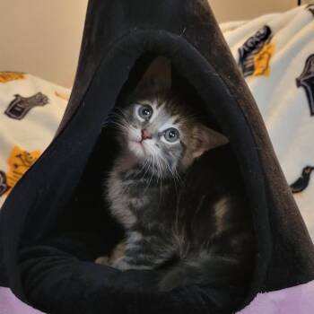 Tripp -  Domestic Medium Hair Cat for Adoption in Hernando, Mississippi - Tripp | PetCurious