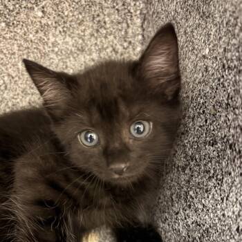 Rosemary -  Domestic Short Hair Cat for Adoption in Greenville, South Carolina - Rosemary | PetCurious