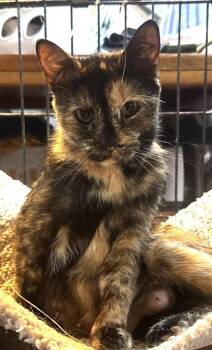 Firefly -  Domestic Short Hair Cat for Adoption in Saint Clairsville, Ohio - Firefly | PetCurious