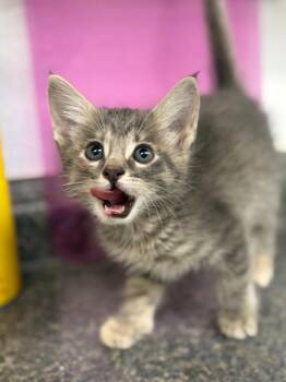 Domestic Long Hair Cats Available for Adoption in Lockhart, Texas - Vicki | PetCurious