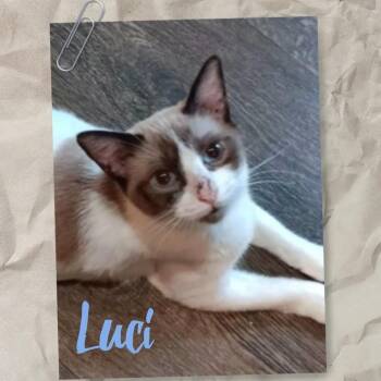 Lucy -  Siamese Cat for Adoption in League City, Texas - Lucy | PetCurious