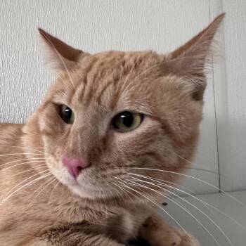 Domestic Short Hair Cats Available for Adoption in Dallas, Texas - Igor | PetCurious