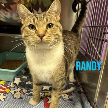 Randy -  Domestic Short Hair Cat for Adoption in Oak Ridge, Tennessee - Randy | PetCurious