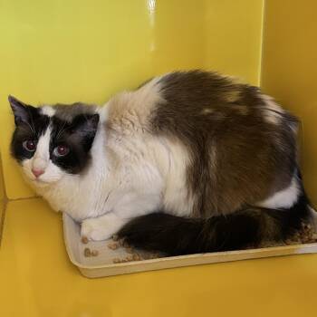 Claire -  Domestic Medium Hair Cat for Adoption in Abilene, Texas - Claire | PetCurious