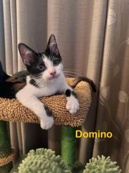 Domestic Short Hair Cats Available for Adoption - Domino | PetCurious
