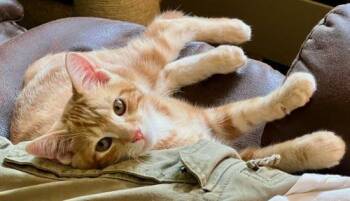 Tofu -  Domestic Short Hair and Tabby Cat for Adoption in Fountain Hill, Pennsylvania - Tofu | PetCurious