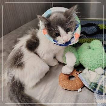Lehabah -  Domestic Long Hair Cat for Adoption in Dearborn, Michigan - Lehabah | PetCurious