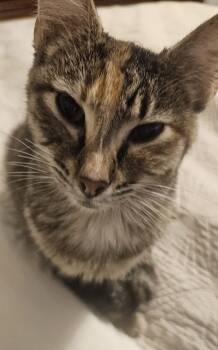 Rescue Extra Toes Cat Hemingway Polydactyl and Torbie Cats for Adoption in Biloxi, Mississippi - Laverne | PetCurious