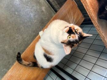 Domestic Short Hair Cats Available for Adoption - Cleo | PetCurious