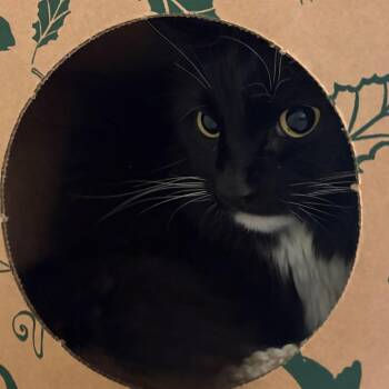 Shadow -  Domestic Medium Hair Cat Available for Adoption in Fairport, New York - Shadow | PetCurious