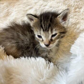 Guava -  Domestic Short Hair Cat for Adoption in Durango, Colorado - Guava | PetCurious