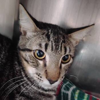 Friendly Neighborhood Tweenager -  Domestic Short Hair Cat for Adoption in Austin, Texas - Friendly Neighborhood Tweenager | PetCurious