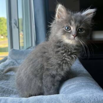 Ren Hoek -  Domestic Long Hair Cat Available for Adoption in Brockport, New York - Ren Hoek | PetCurious