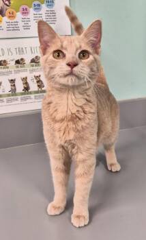 Domestic Short Hair Cats Available for Adoption - Butterbean | PetCurious