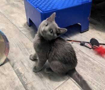 Lady Beowulf -  Domestic Short Hair and Russian Blue Cat for Adoption in Chandler, Arizona - Lady Beowulf | PetCurious