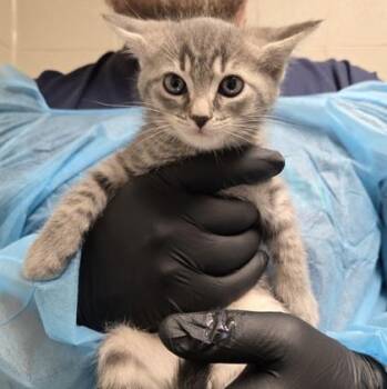 Sephiroth -  Domestic Short Hair Cat for Adoption in Fairfax, Virginia - Sephiroth | PetCurious