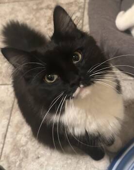 Domestic Medium Hair Cats Available for Adoption in Fishkill, New York - EL | PetCurious