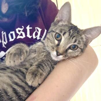 Beatrix Pawtter -  Domestic Short Hair and Tabby Cat for Adoption in Homestead, Florida - Beatrix Pawtter | PetCurious