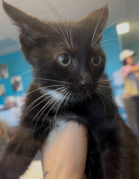 Rescue Domestic Short Hair Cats for Adoption in Albuquerque, New Mexico - Bow Tie | PetCurious