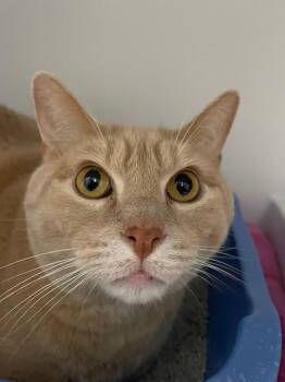 Gordon -  Domestic Short Hair Cat for Adoption in Hayward, Wisconsin - Gordon | PetCurious