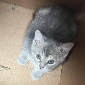 Domestic Short Hair Cats Available for Adoption - Blossom | PetCurious