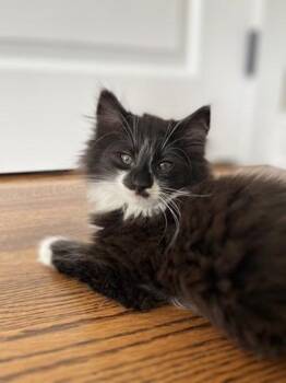 Snickers -  Domestic Medium Hair and Domestic Short Hair Cat for Adoption in East Amwell Township, New Jersey - Snickers | PetCurious