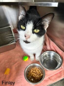 Rescue Domestic Short Hair Cats for Adoption in Columbus, Indiana - Finley | PetCurious