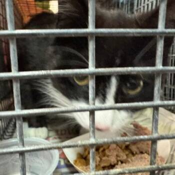 Domestic Short Hair Cats Available for Adoption in Abingdon, Maryland - 0426-95 Cher | PetCurious