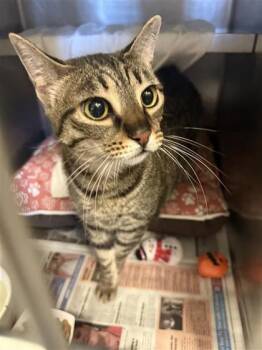 Rescue Domestic Short Hair Cats for Adoption in Largo, Florida - Scarlett | PetCurious