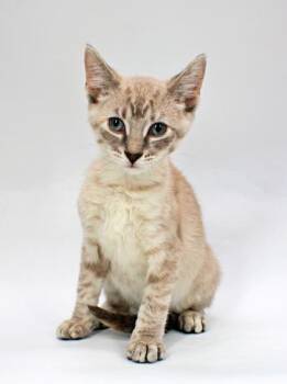 Sunny -  Siamese and Domestic Short Hair Cat for Adoption in Morton Grove, Illinois - Sunny | PetCurious