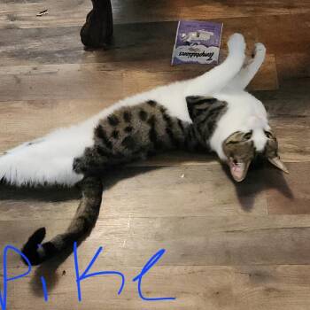 Spike -  Domestic Short Hair Cat for Adoption in Lynchburg, Virginia - Spike | PetCurious