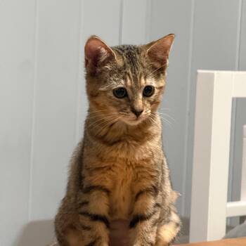 Nutmeg (Oakgrand Kitten 5 -  Domestic Short Hair Cat for Adoption in Westport, Connecticut - Nutmeg (Oakgrand Kitten 5 | PetCurious