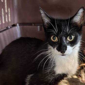 Milana -  Domestic Short Hair Cat for Adoption in Des Moines, Iowa - Milana | PetCurious